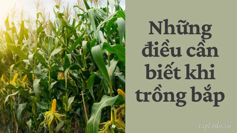 Những điều cần biết khi trồng bắp