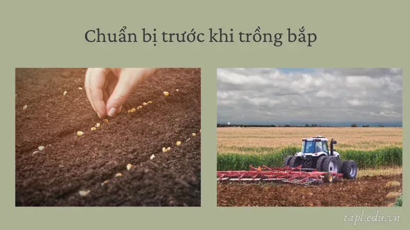 Chuẩn bị trước khi trồng bắp