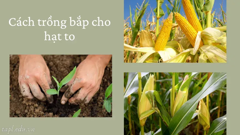 Cách trồng bắp cho hạt to