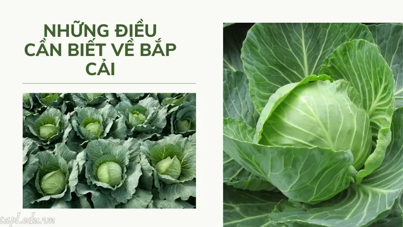 Những điều cần biết về bắp cải