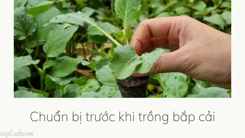 Chuẩn bị trước khi trồng bắp cải