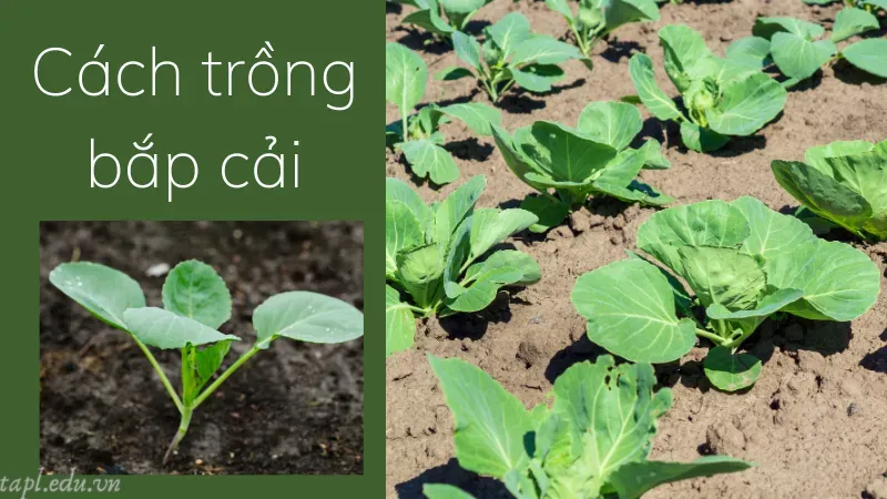 Cách trồng bắp cải