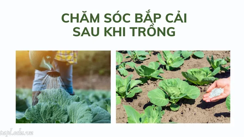 Chăm sóc bắp cải sau khi trồng
