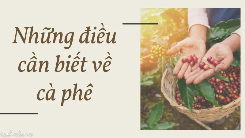 Những điều cần biết về cà phê