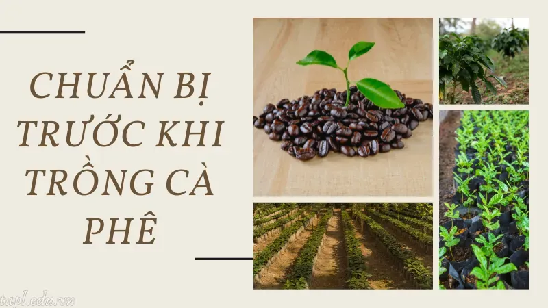 Chuẩn bị trước khi trồng cà phê