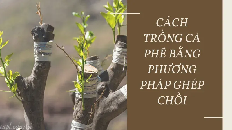 Cách trồng cà phê bằng phương pháp ghép chồi