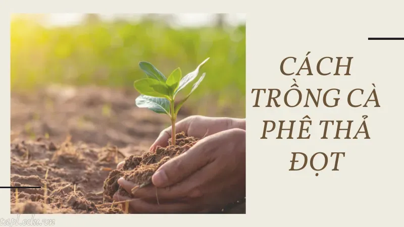 Cách trồng cà phê thả đọt