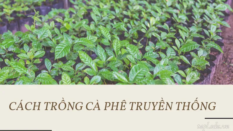 Cách trồng cà phê truyền thống