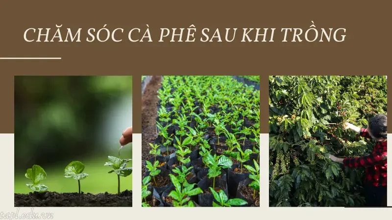 Chăm sóc cà phê sau khi trồng