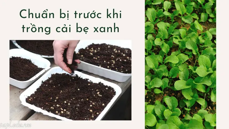 Chuẩn bị trước khi trồng cải bẹ xanh