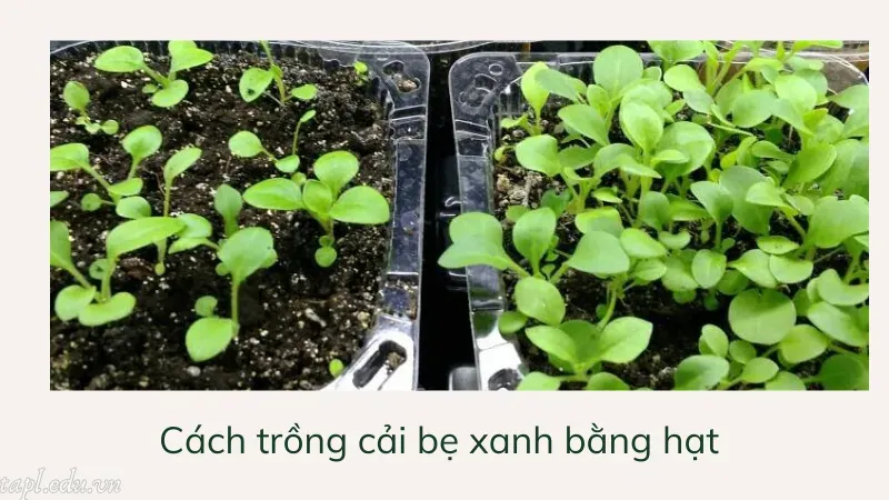 Cách trồng cải bẹ xanh bằng hạt