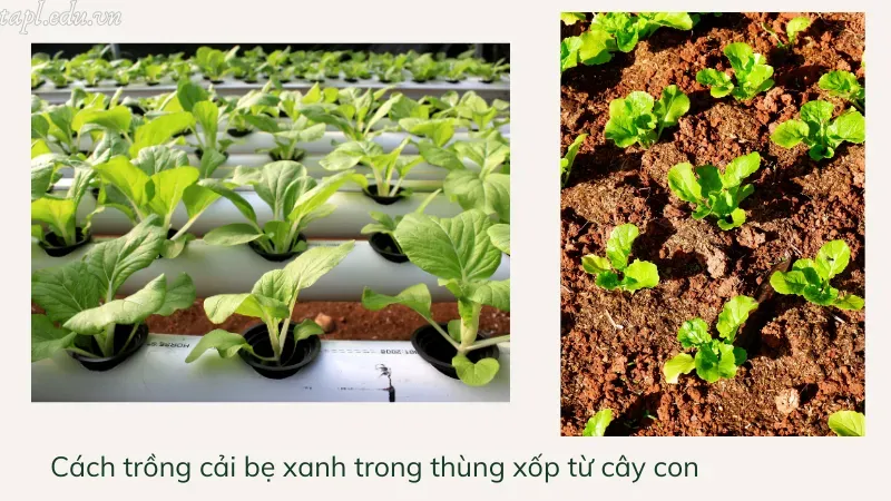 Cách trồng cải bẹ xanh trong thùng xốp từ cây con