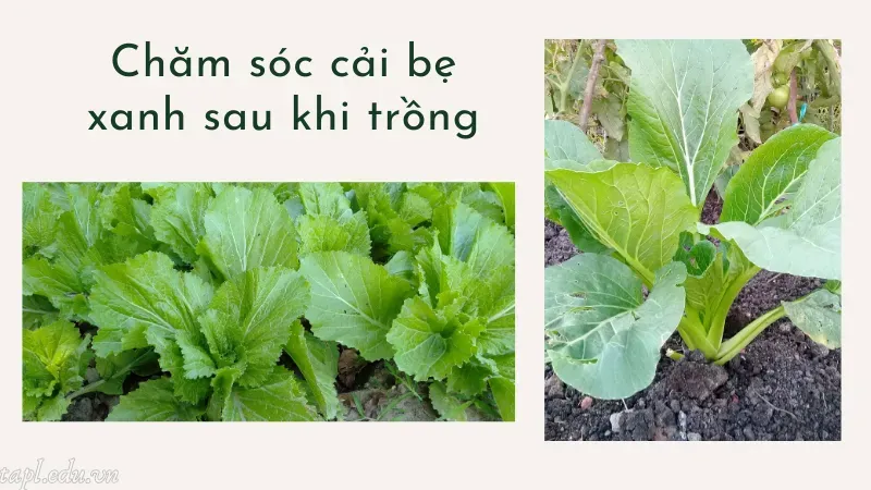 Chăm sóc cải bẹ xanh sau khi trồng