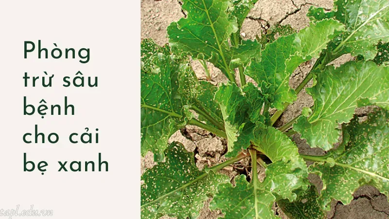 Phòng trừ sâu bệnh cho cải bẹ xanh