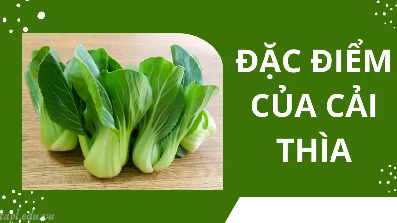 Đặc điểm của rau cải thìa