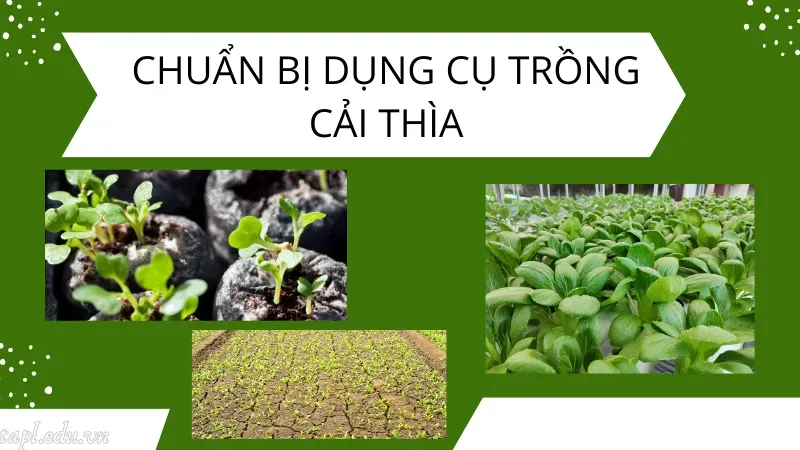 Chuẩn bị dụng cụ trồng rau cải thìa