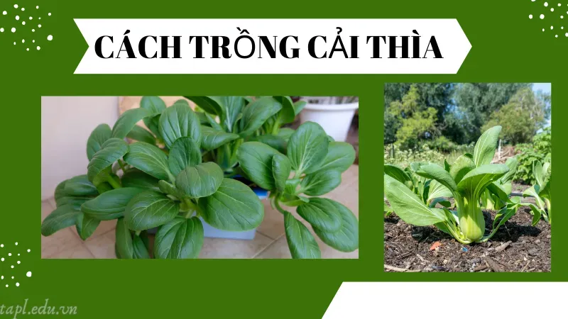 Cách trồng cải thìa
