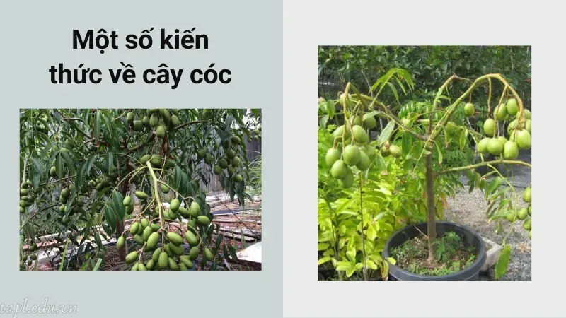 Một số kiến thức về cây cóc