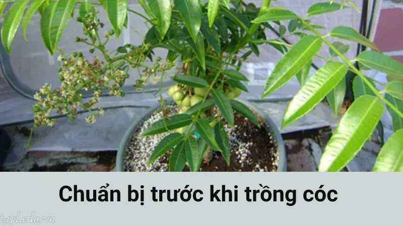 Chuẩn bị trước khi trồng cóc