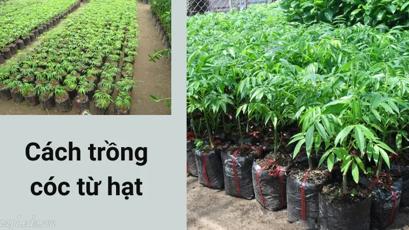 Cách trồng cóc từ hạt