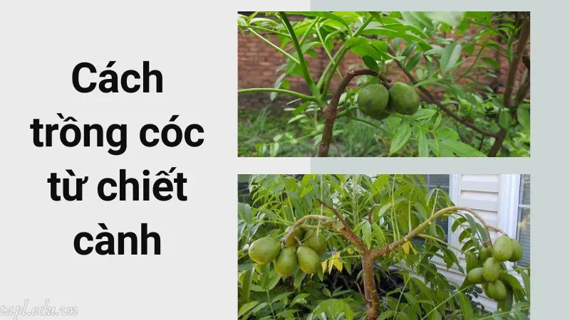 Cách trồng cóc từ chiết cành