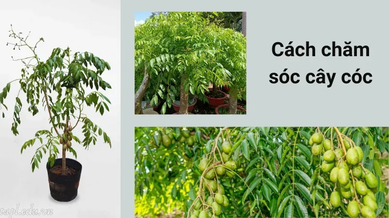 Cách chăm sóc cây cóc