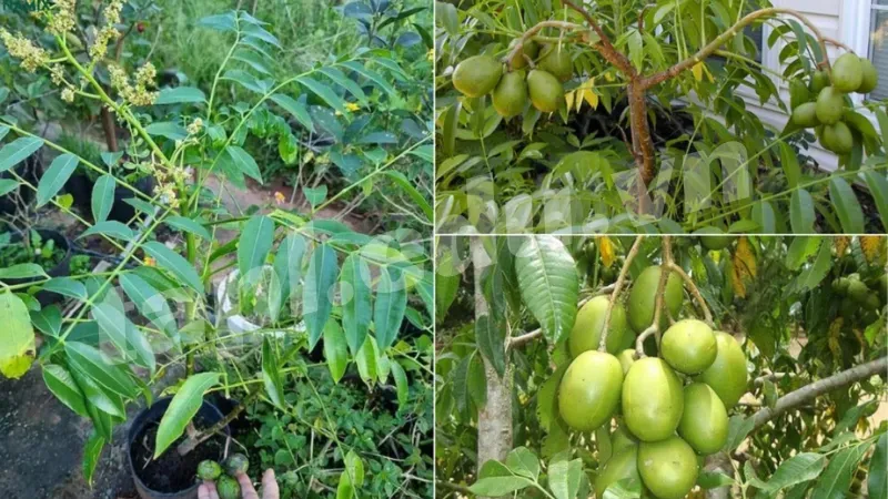 Thu hoạch cóc