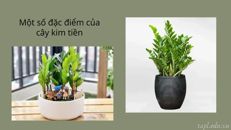 Một số đặc điểm của cây kim tiền
