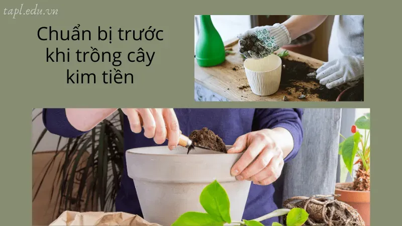 Chuẩn bị trước khi trồng cây kim tiền