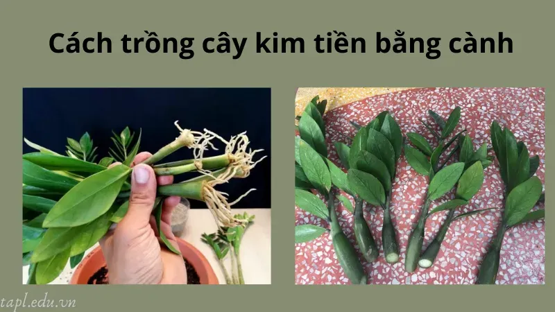 Cách trồng cây kim tiền bằng cành