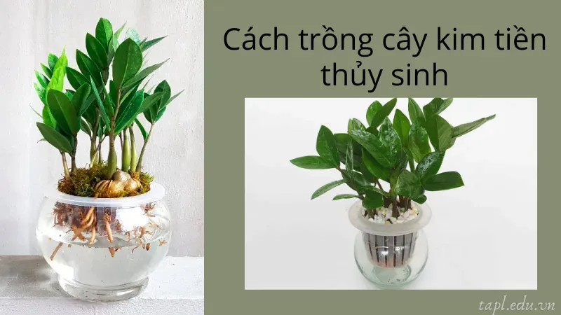 Cách trồng cây kim tiền thủy sinh