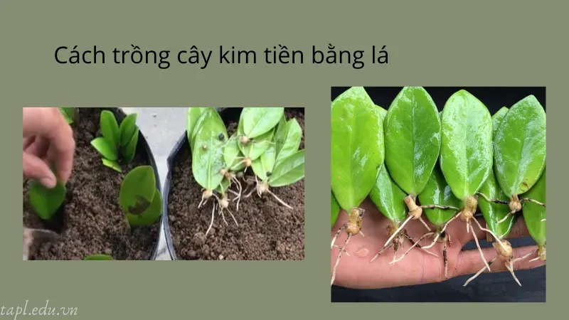 Cách trồng cây kim tiền bằng lá