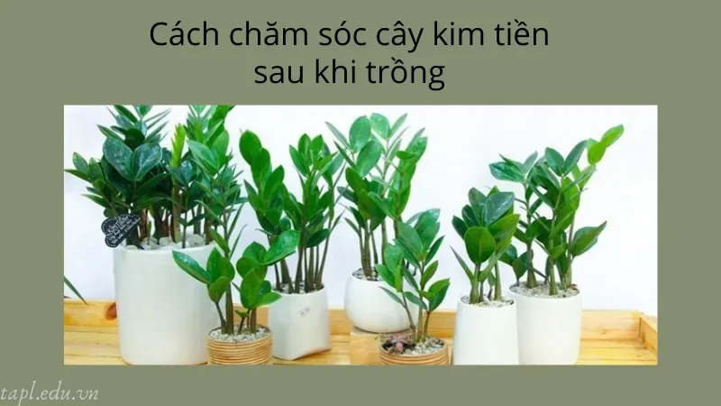 Cách chăm sóc cây kim tiền sau khi trồng