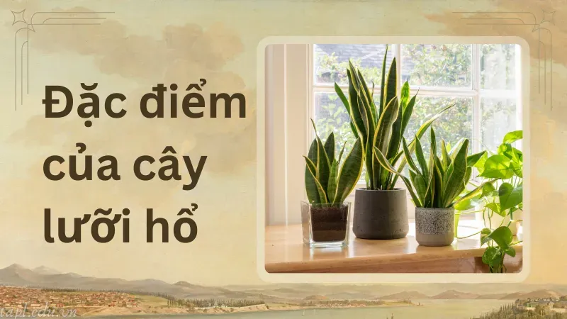 Đặc điểm của cây lưỡi hổ