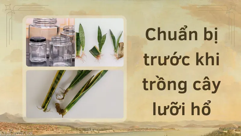 Chuẩn bị trước khi trồng cây lưỡi hổ