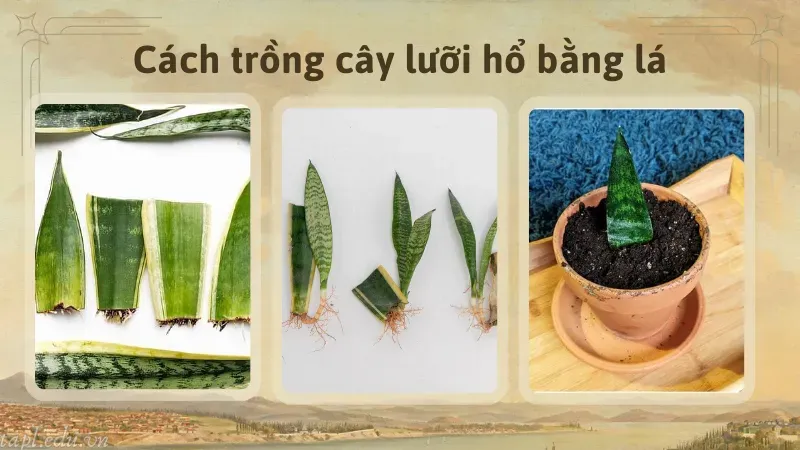 Cách trồng cây lưỡi hổ bằng lá