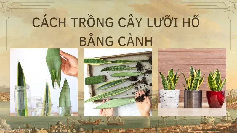 Cách trồng cây lưỡi hổ bằng cành