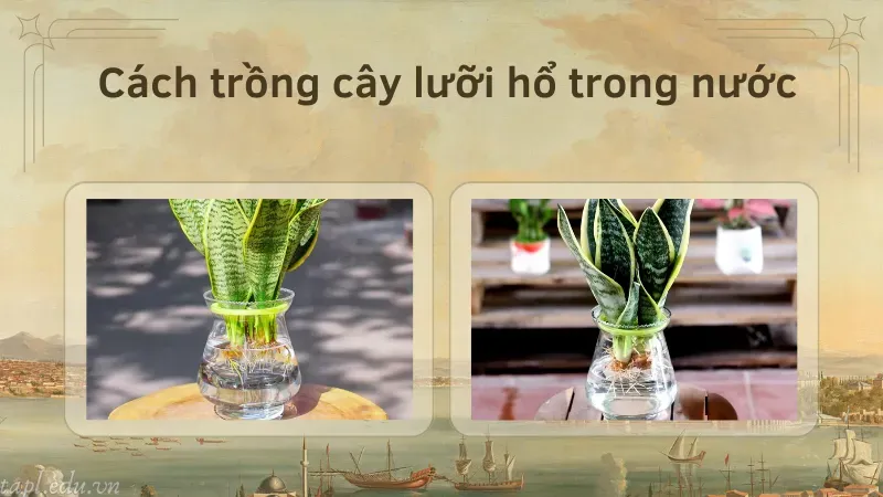 Cách trồng cây lưỡi hổ trong nước