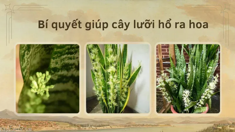 Bí quyết giúp cây lưỡi hổ ra hoa