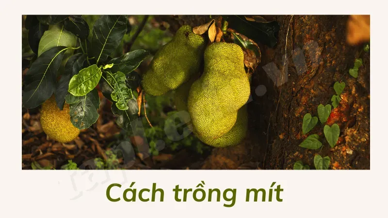 Cách trồng mít