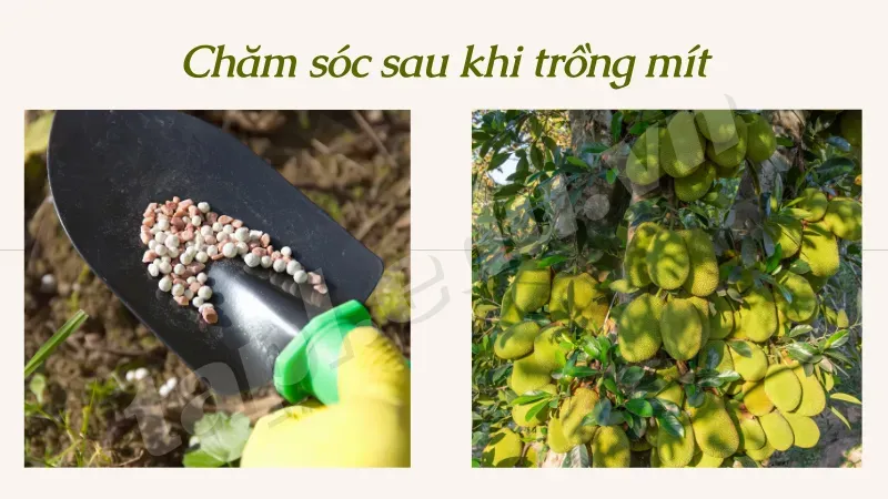 Chăm sóc sau khi trồng mít