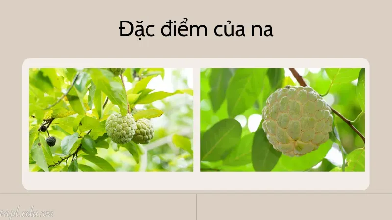Đặc điểm của na