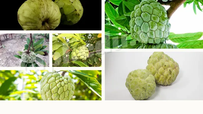 Các giống na phổ biến hiện nay