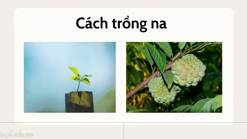 Cách trồng na