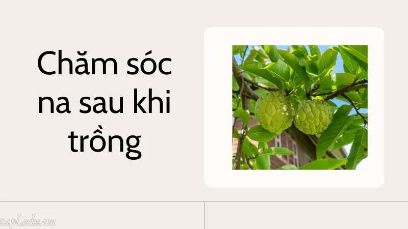 Chăm sóc na sau khi trồng
