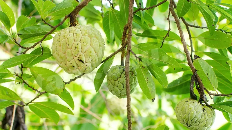 Phòng trừ sâu bệnh