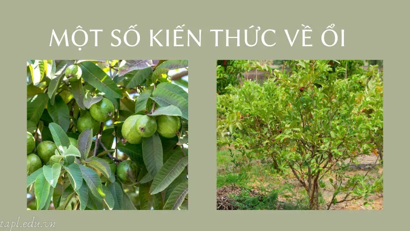 Một số kiến thức về ổi