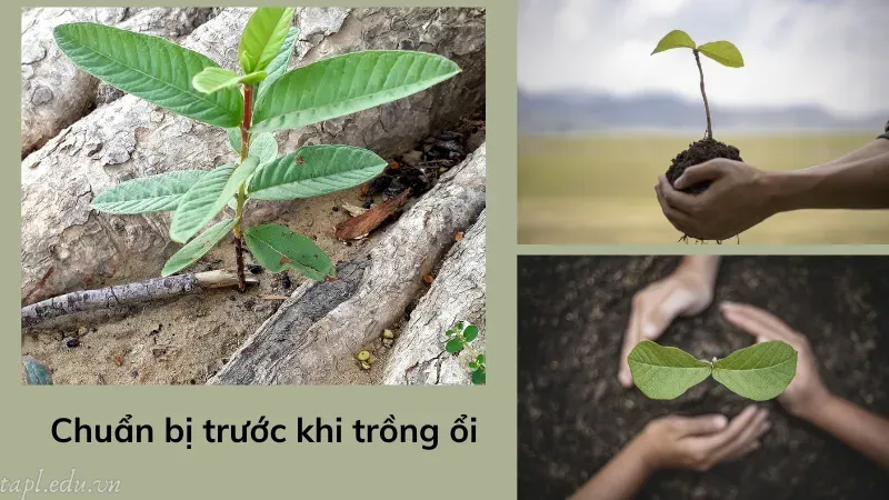 Chuẩn bị trước khi trồng ổi