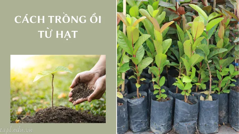Cách trồng ổi từ hạt