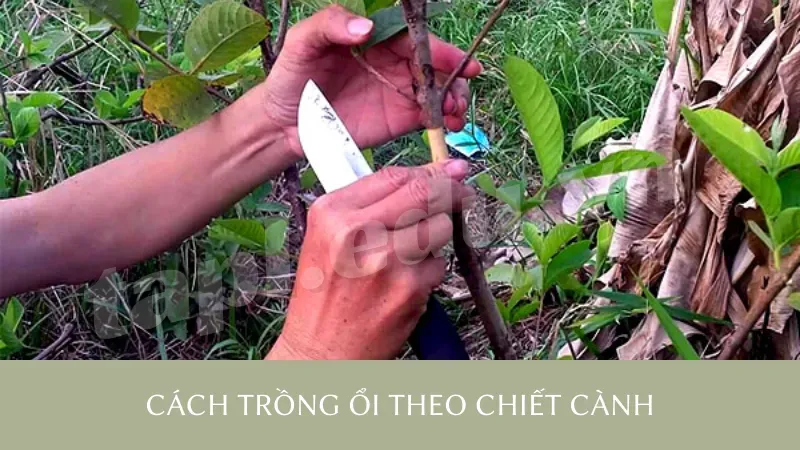 Cách trồng ổi theo chiết cành
